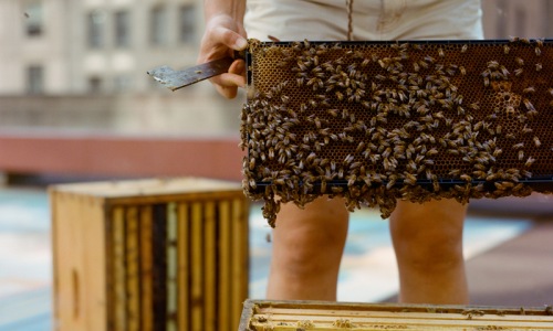 a woman harvesting honey